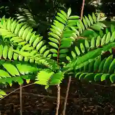 Tongkat Ali raw ingredient