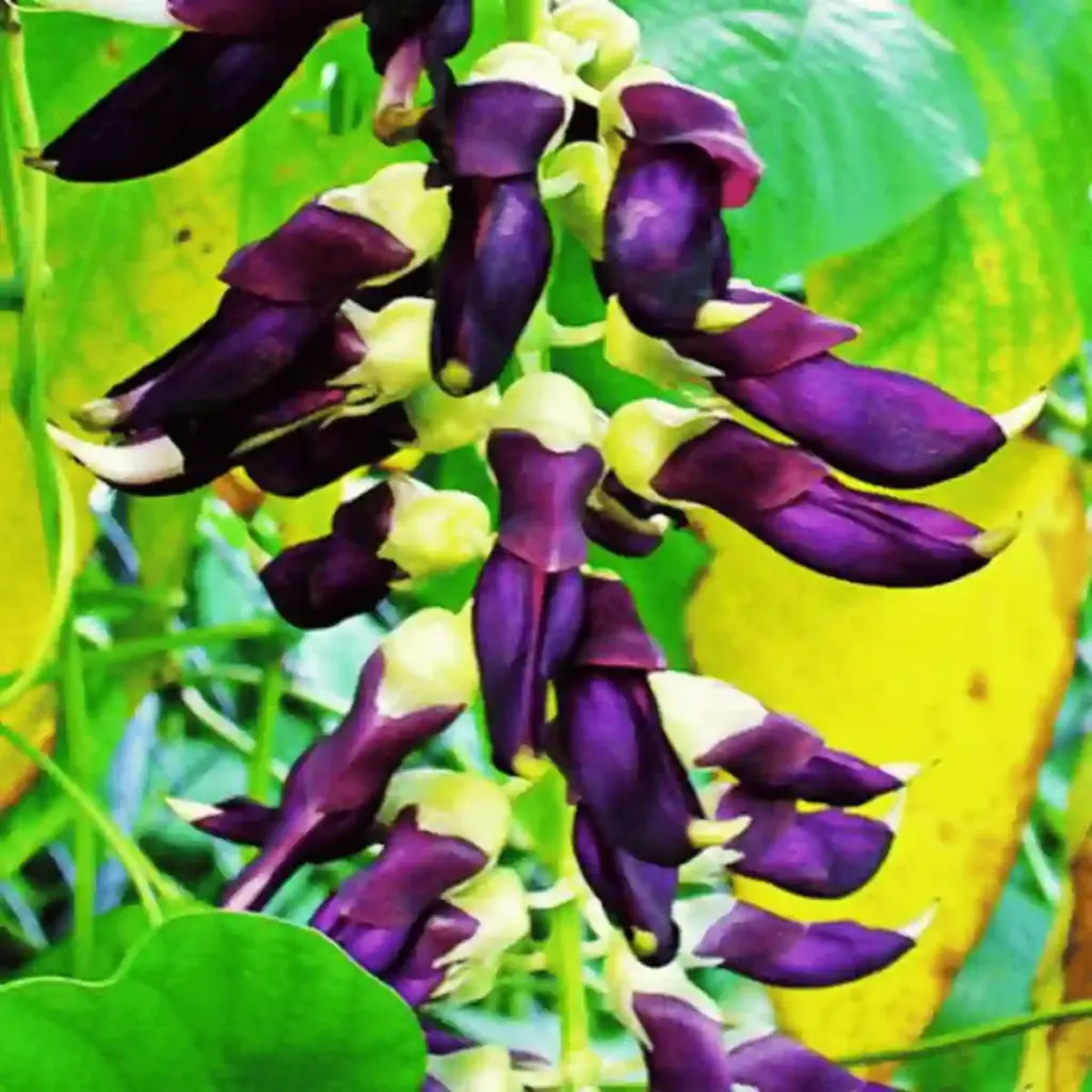 Velvet Bean raw ingredient